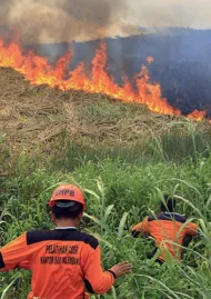 Palm Oil 2016