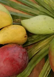 six green, yellow, and red mangos on palm frond