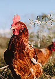 VF chicken