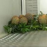 pineapples on the floor of a cold storage unit